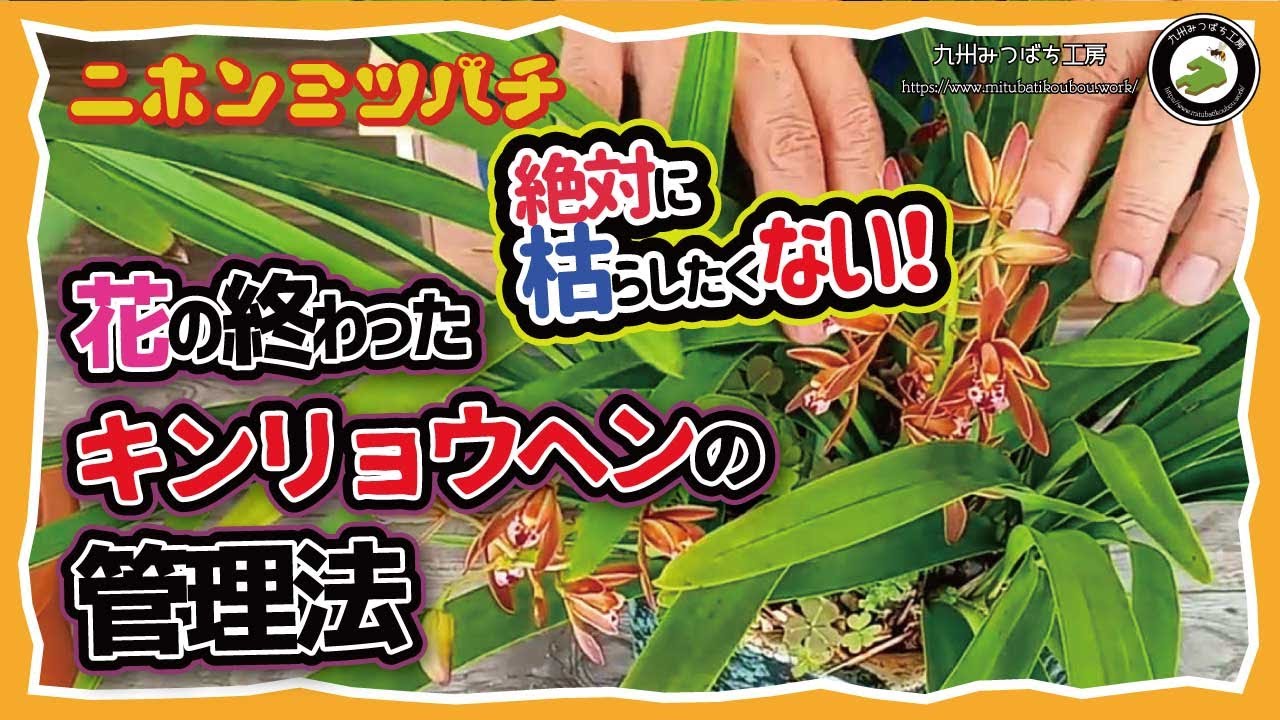 I absolutely don't want them to die! [How to care for goldenrods