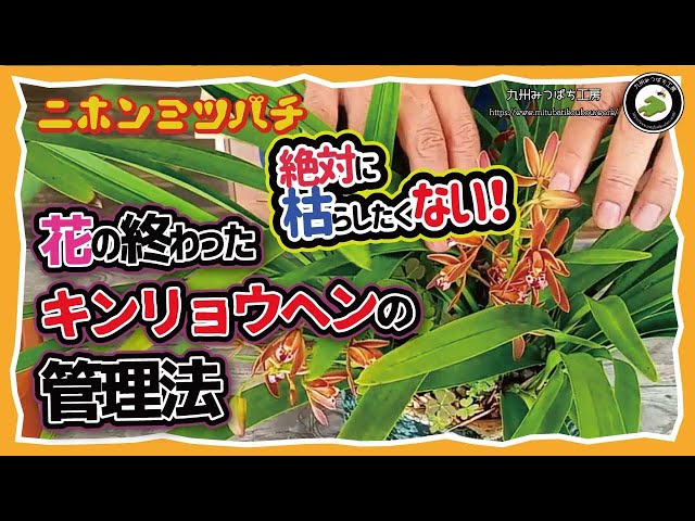I absolutely don't want them to die! [How to care for goldenrods