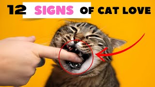 12 Secret Signs Your Cat Loves You But You Don't Know!  | CatNip