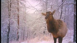 Posing Elk