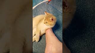 콩이는 기절하는중입니다.ㅎㅎ#브리티쉬숏헤어골드 #고양이 #cat #일상 #shorts #utube#music #hiphop