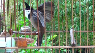 เสียงนกกรงหัวจุกเบิ้ล เพลง3 ง่ายๆ ก็ิอปติดง่าย สอนนกเบิ้ล#นกเบิ้ลอาชีพ #นกเวียดนาม #นกหัวจุก