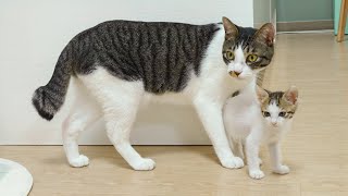 The Male Cat Shows Maternal Love To the Rescued Kitten │ Episode.64