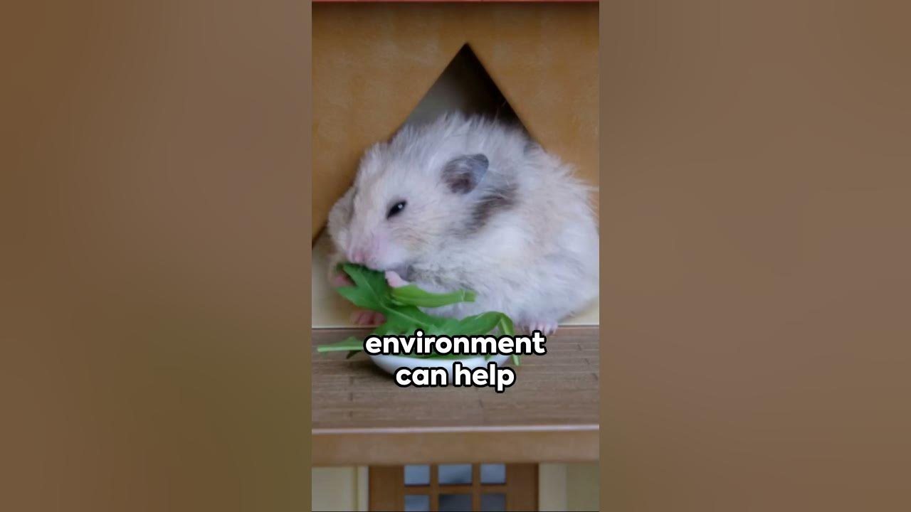 Hamster Lifespan: How Long Do They Really Live? 