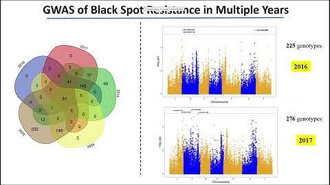2025 SCRI Meeting Genome Wide Association Mapping