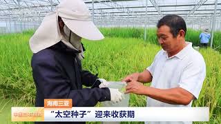 [中国三农报道]海南三亚 “太空种子”迎来收获期 | 农业致富经 Agriculture And Farming