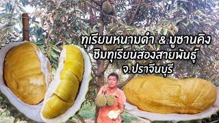 ทุเรียนหนามดำ (โอวฉี่) & มูซานคิง ชิมทุเรียนสองสายพันธุ์ "สวนพลอยสุวรรณพันธุ์ไม้" จ.ปราจีนบุรี