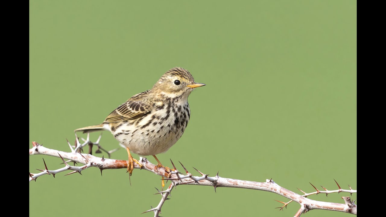 Meadow Pipit