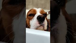 Flokinko vo vani🐕🚿❤️