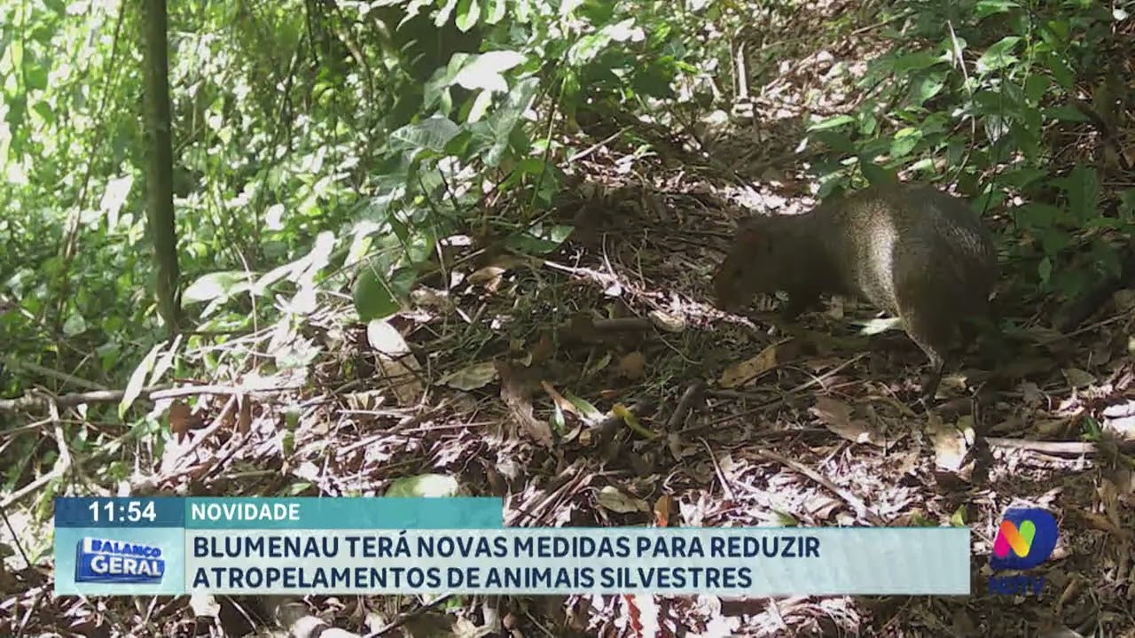 Novidade: Blumenau terá novas medidas para reduzir atropelamentos de animais silvestres