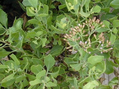 How to Cultivate Crops (Pluchea Indica) For Success For Beginners Success