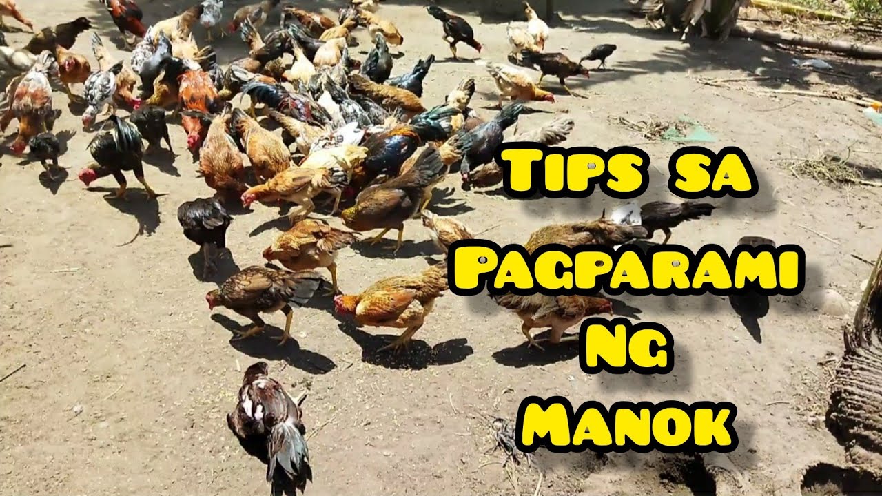 PAANO PABILISIN ANG PAG DAMI NG MANOK | NATIVE CHICKEN