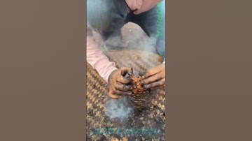 Traditional Pine Nut Roasting Over Open Fire