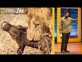 Wildlife Behavior and Social Structures