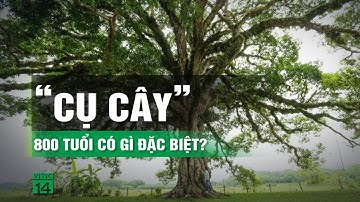 Cây trôi 800 năm tuổi ở Hà Tĩnh có gì đặc biệt mà được công nhận “cây di sản”? | VTC14