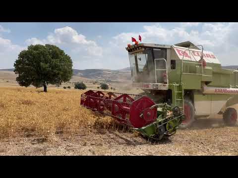 Video: Aspir Hasat Rehberi - Aspirleri Nasıl ve Ne Zaman Seçeceğinizi Öğrenin