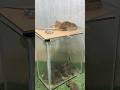 Best mouse trap idea/best spinning mouse trap #rattrap #rat #mousetrap