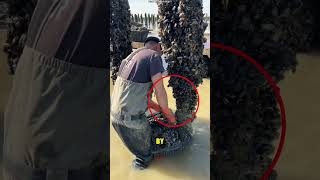 Shellfish Harvesting Machine