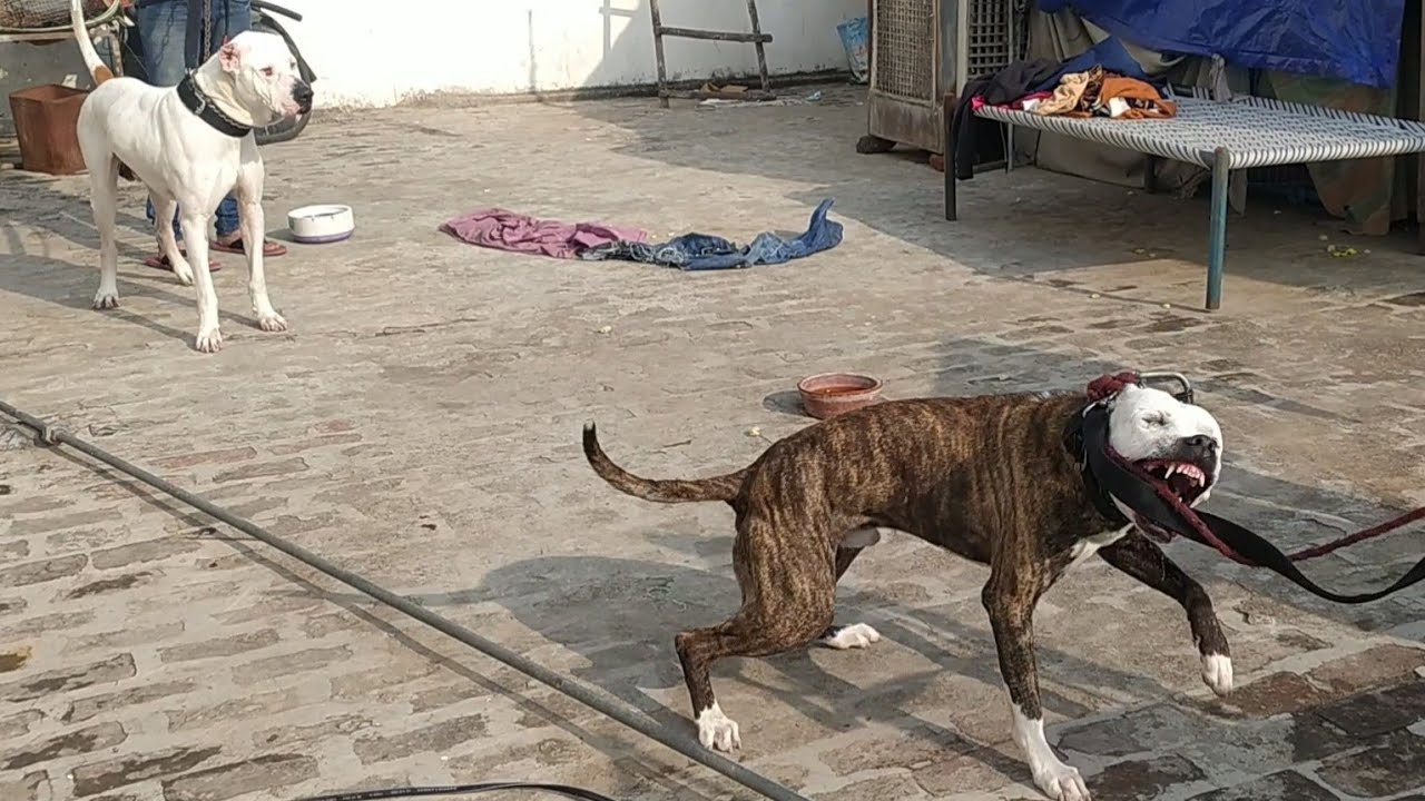 pitbull kutta