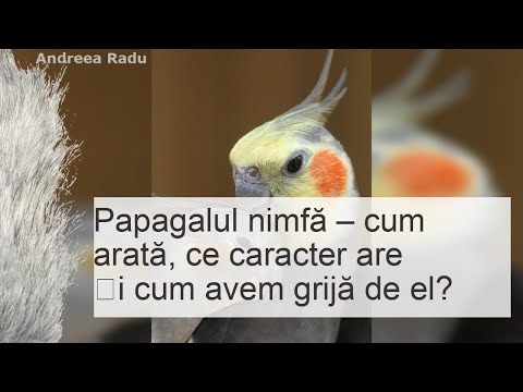 Video: Macaw albastru în condiții naturale și domestice. Fotografie cu papagali