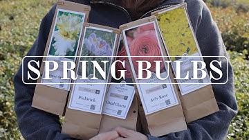 Plant These Bulbs Now for Stunning Spring Blooms | Daffodils, Tulips, Peonies & More!