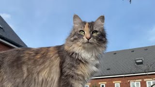 Smuki Cat Climbs Like a Pro   Beautiful Cat Climbs Fence