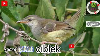 Download Lagu suara pikat CIBLEK terbaru||burung ciblek sawah=ciblek padi✓ MP3