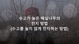 수고가 높은 매실나무 전지방법 - 농부 달콩이의 매실재배 노하우