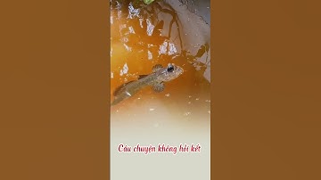 Cá thòi lòi tám chuyện