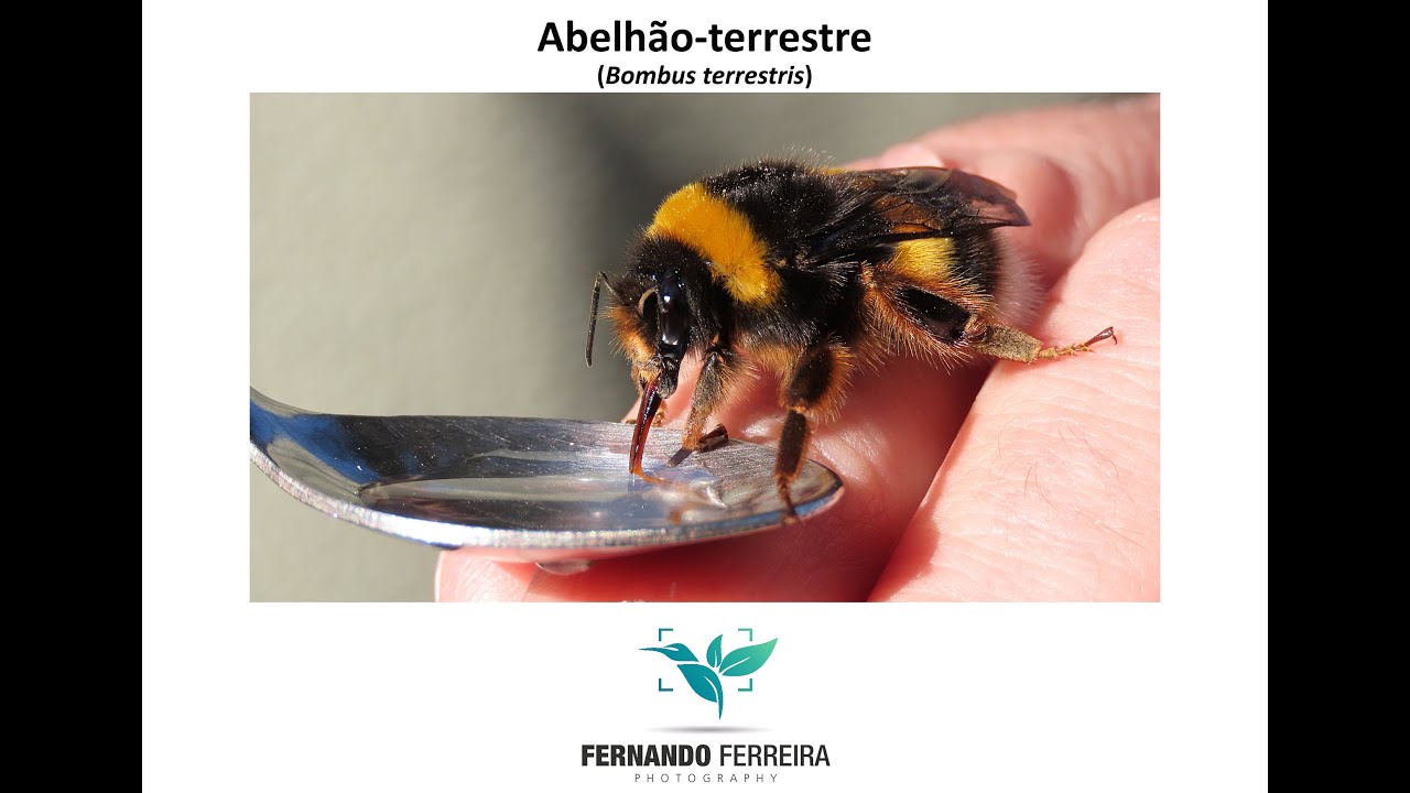 Abelhões (género Bombus) · BioDiversity4All