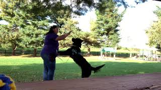 Reactive Dog Training