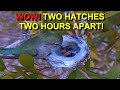 Mother Costa's Hummingbird Hatches Two Eggs on The Same Day