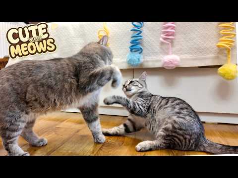CUTE CAT & LUCKY! PAW VLOG | Funny Cats Kuma & Yuki ₍^. .^₎⟆ Fluffy Day with Little Kitten Ep. 65
