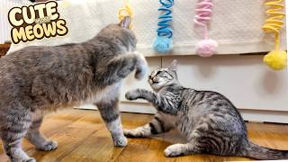 CUTE CAT & LUCKY! PAW VLOG | Funny Cats Kuma & Yuki ₍^. .^₎⟆ Fluffy Day with Little Kitten Ep. 65