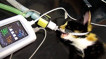 Mainstream Capnography on 600g kitten with low dead space adapter
