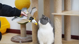 Why are cats obsessed with flying animals?🐱🤣| SD猫の夢島💗 by SD猫の夢島 225 views 3 months ago 2 minutes, 51 seconds