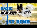 Teach basic agility to your dog at home Teach basic agility to your dog at home