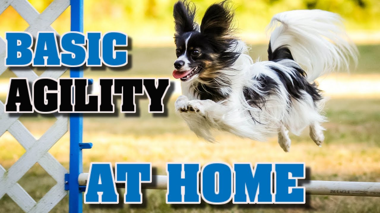dog agility training at home
