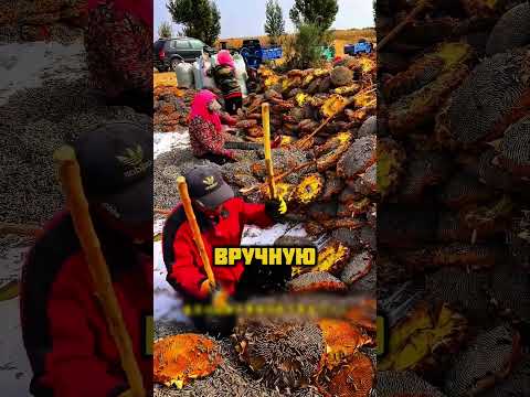 Необычный способ собирать семечки!