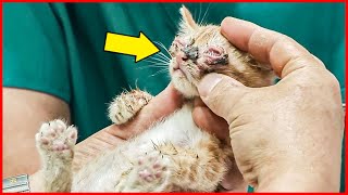 Blind Kitten Can't Find His Mother and Meows for Help, But a Miracle Happens... by Pets Rescue 1,233 views 5 months ago 2 minutes, 34 seconds