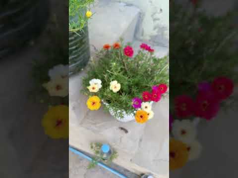 ام كلثوم يا صباح الخير يلي معانا اكسبلور
