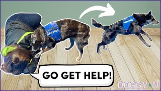 Service Dog Task Training: 'Go Get Help!' (for Medical Response & Psychiatric Service Dogs) by DOGGY•U 788 views 1 day ago 10 minutes, 11 seconds