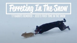 Ferreting In The Snow  17 Rabbits Removed