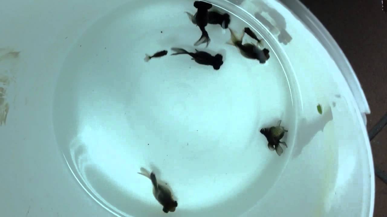 Hammerhead & Black Moor Goldfish YouTube