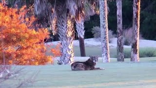 Coyote mating season prompts an educational meeting