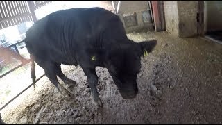 NEW BULL TRYS TO RUN ME OVER