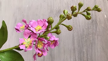 ABC TV | How To Make Queen