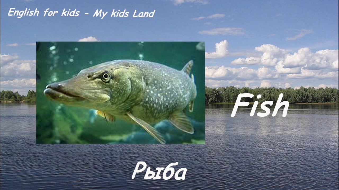 Про рыбу на английском. Речная рыба на английском. Рыбачить на английском. Рыба на английском для детей. Названия рыб на английском.