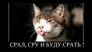 прикол кот срет в унитаз с умным видом прикол кот срет в унитаз с умным видом