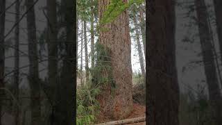 Huge old growth fir tree in Everson Washington.